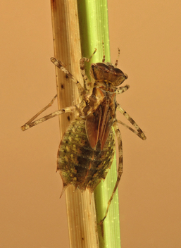 Epitheca sepia, nymph